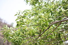 Vitex leucoxylon